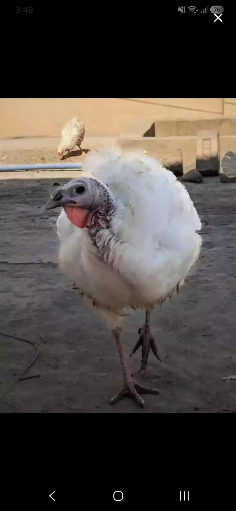 White Young Turkey Female Urgent For Sale — photo 2