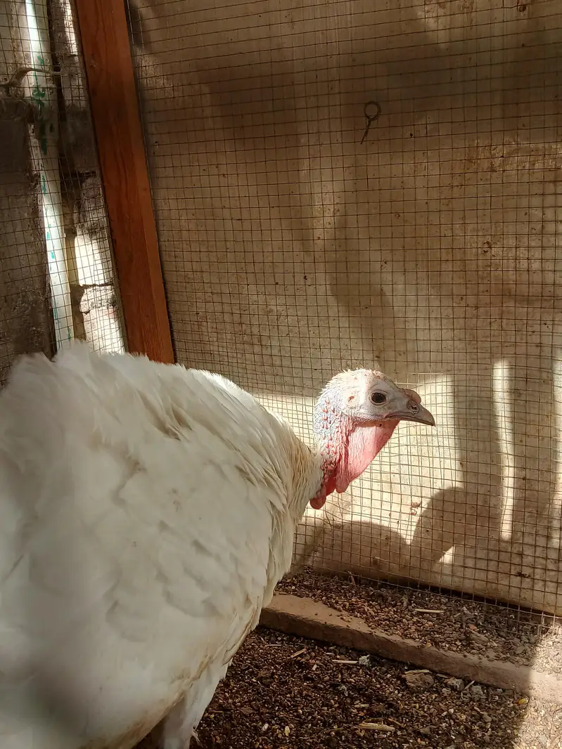 White Young Turkey Female Urgent For Sale — photo 3
