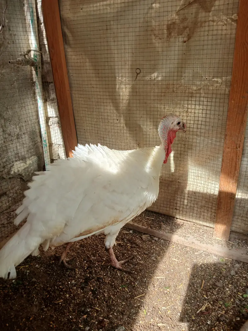 White Young Turkey Female Urgent For Sale — photo 4