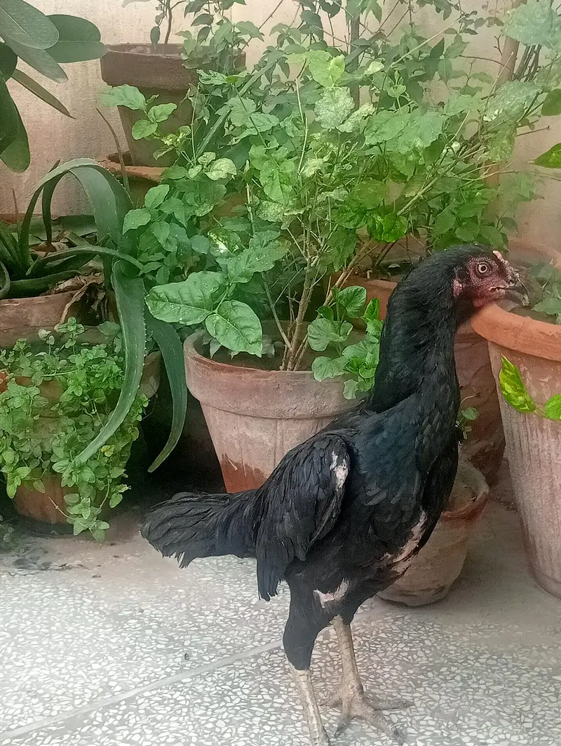 Aseel Murghii — photo 2