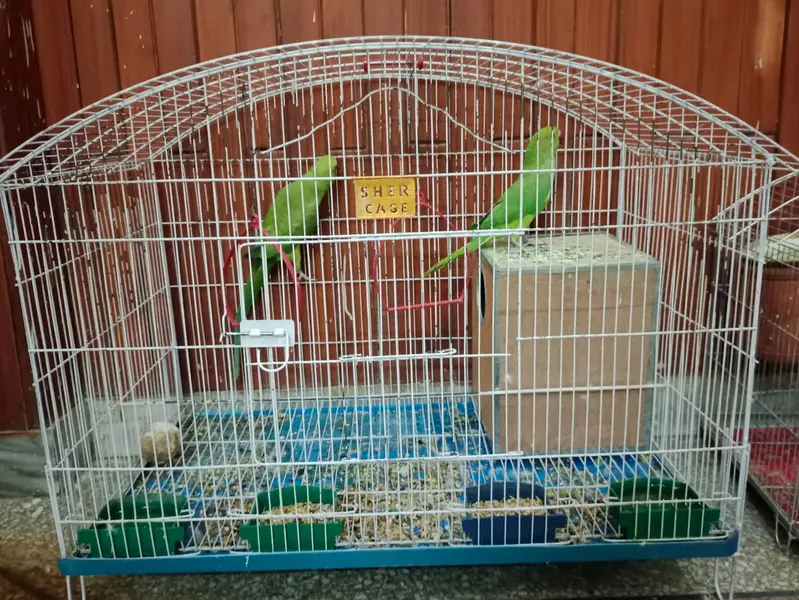 Big cage of birds for sale — photo 2