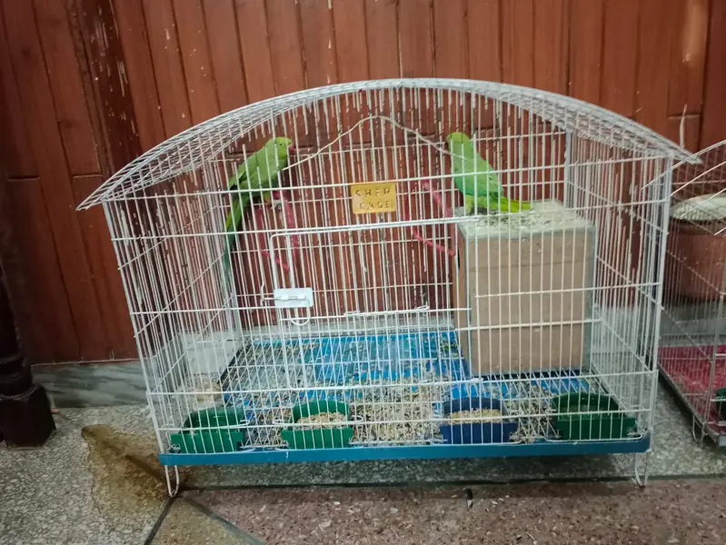 Big cage of birds for sale — photo 3