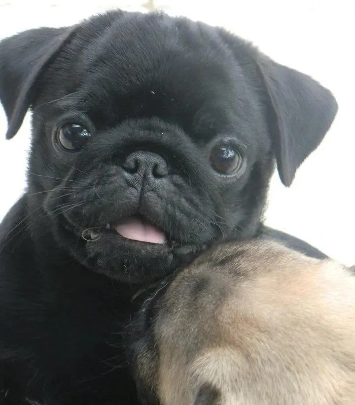 pug puppies/dog's puppies — photo 2