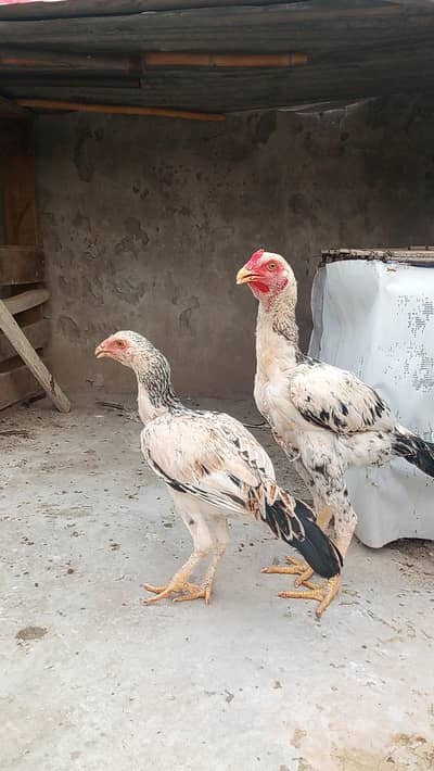 Aseel pair