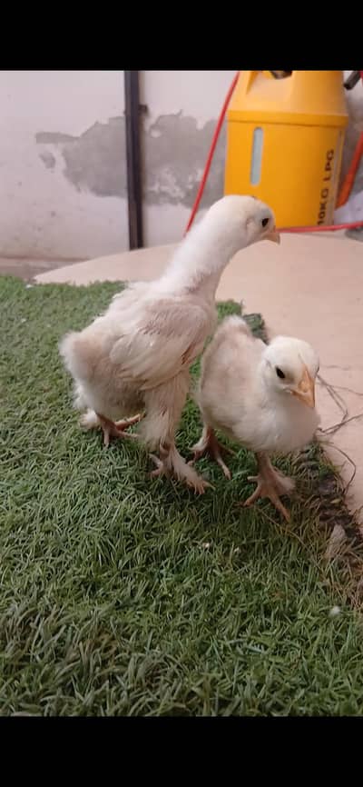 Light Colombian brahma/ black patridge brahma/ white silkie / sussex