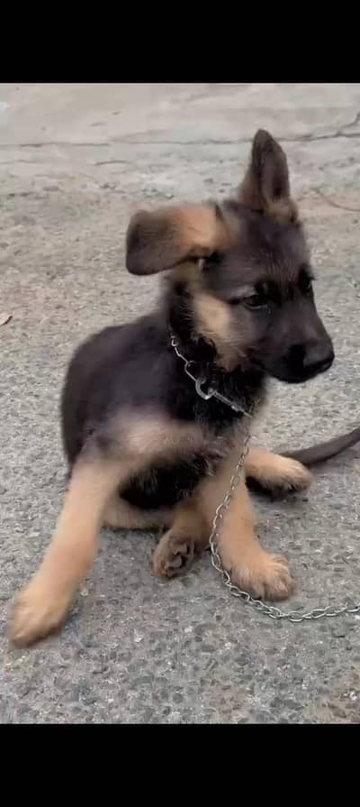 German shepherd pure breed