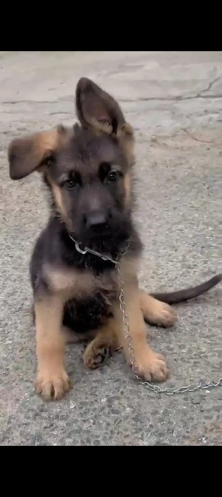 German shepherd pure breed — photo 2