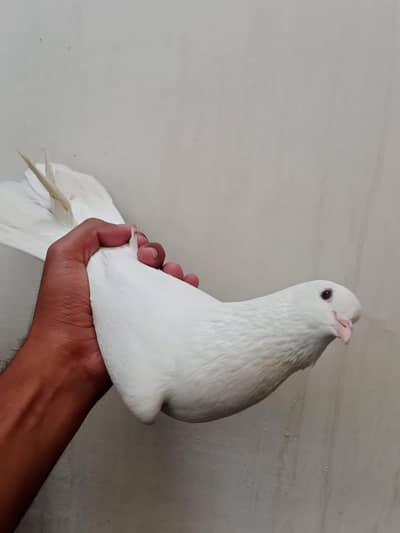 lakha kabutar