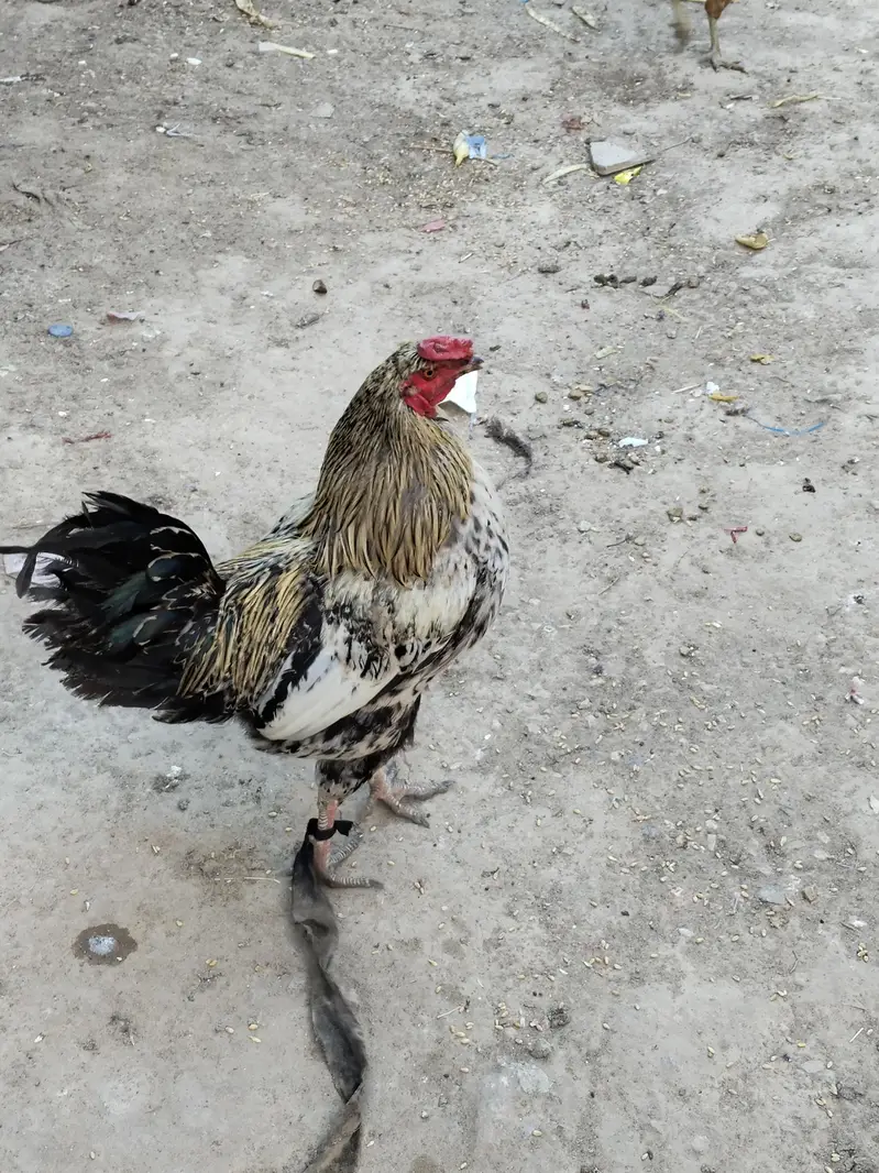 murga for sale/ Aseel murga/ Aseel murga for sale — photo 3
