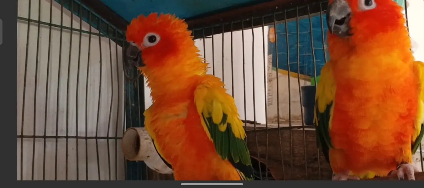 Sun conure for sell — photo 2