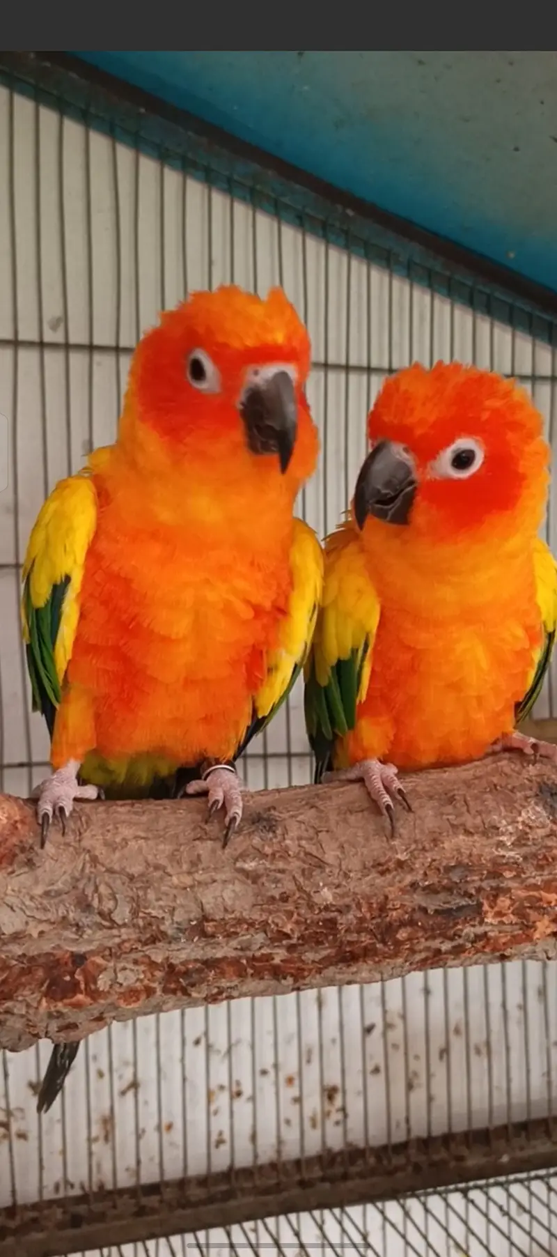 Sun conure for sell — photo 3