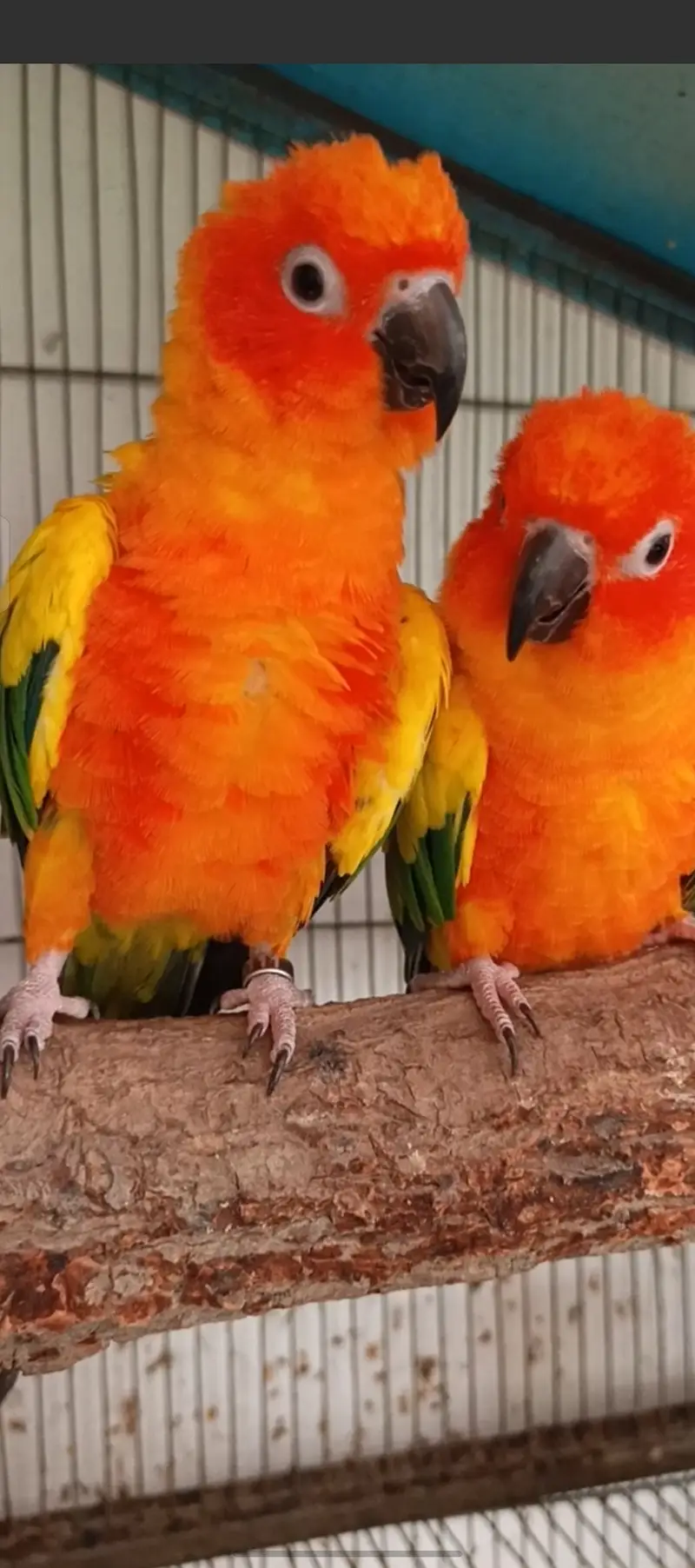 Sun conure for sell — photo 4