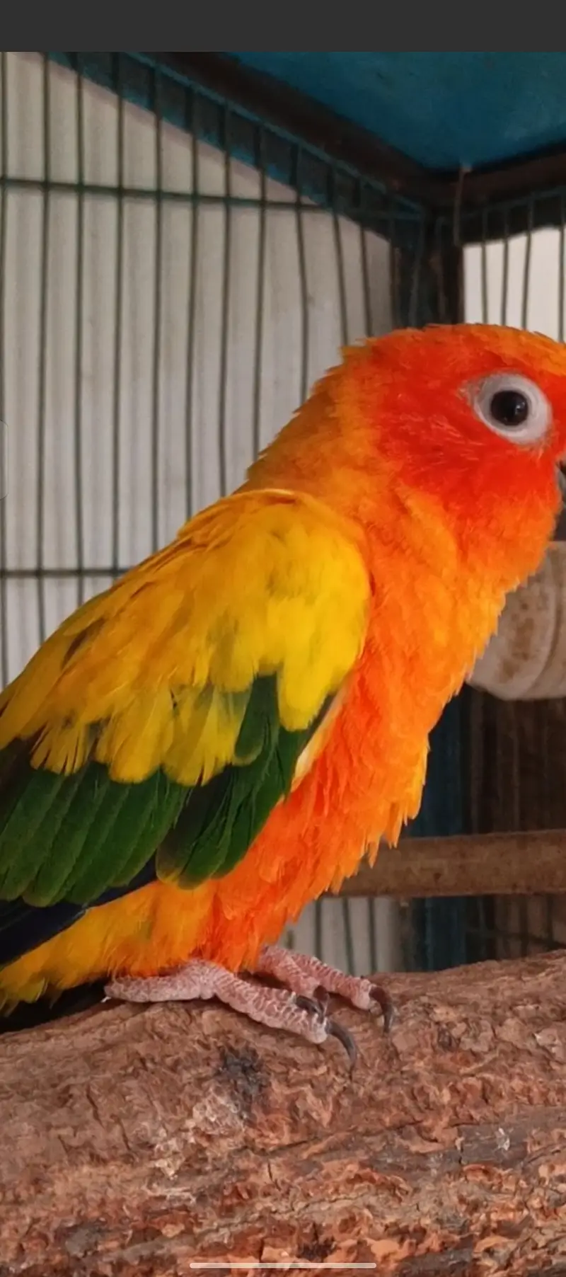 Sun conure for sell — photo 5