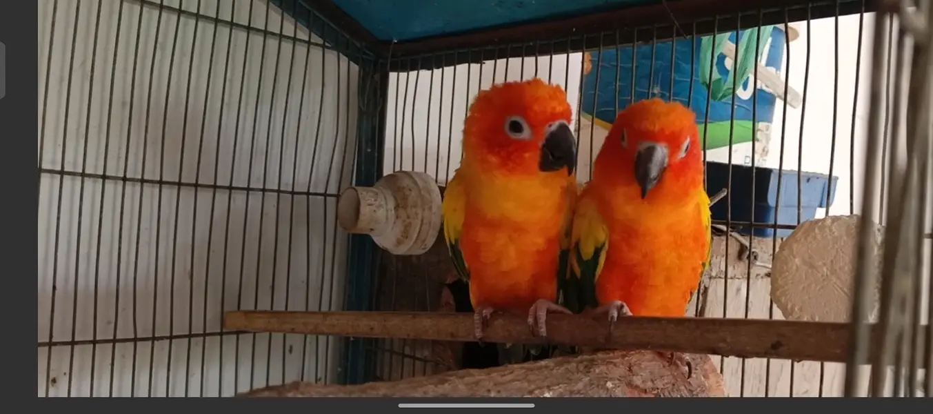 Sun conure for sell — photo 6