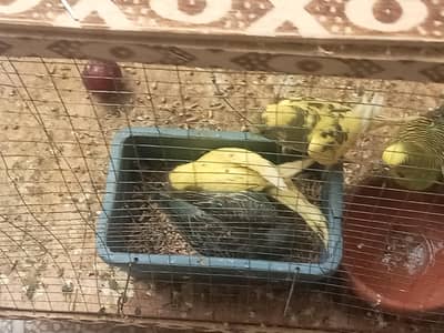 sell parrotos