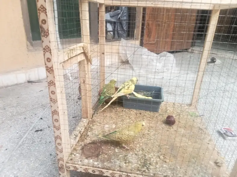 sell parrotos — photo 2