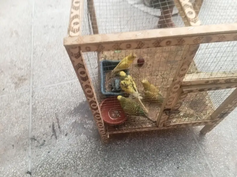 sell parrotos — photo 4