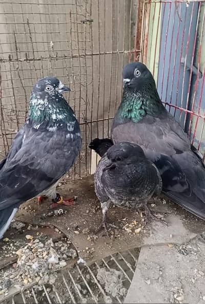 pair shahjhanpori orginal