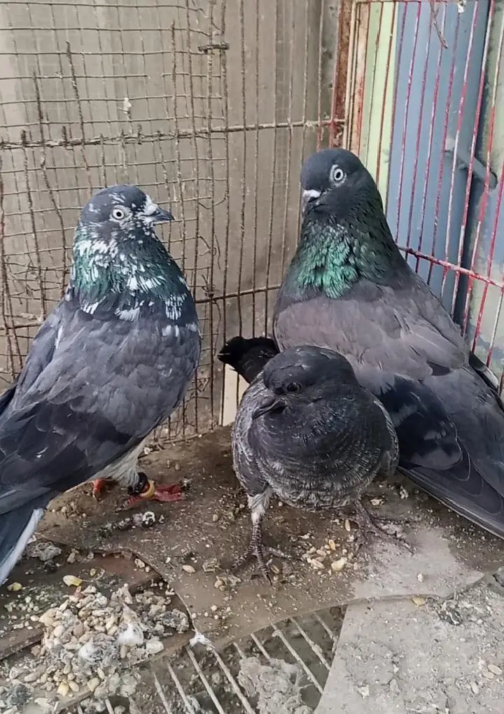 pair shahjhanpori orginal — photo 2