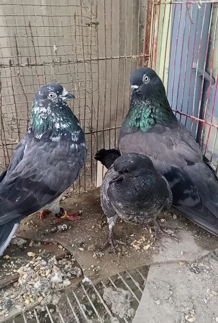 pair shahjhanpori orginal — photo 3