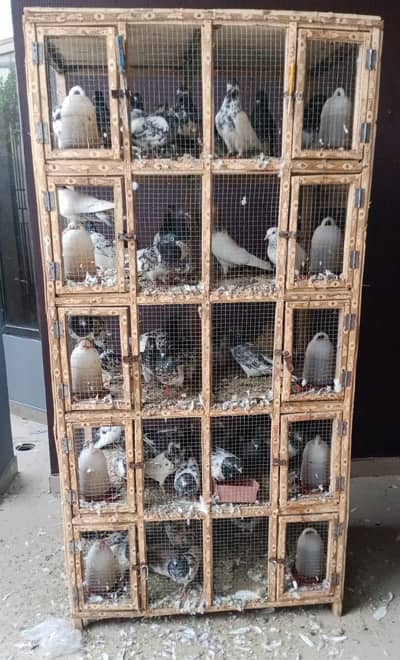 Doli for sale 03319999879