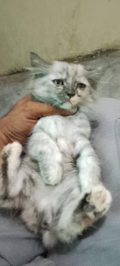 persion cats babies for sale