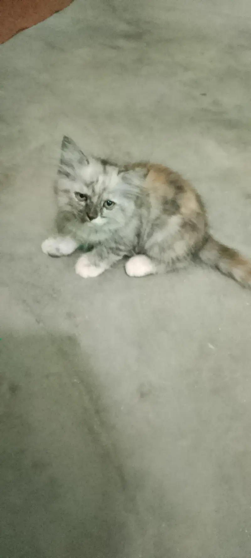persion cats babies for sale — photo 2