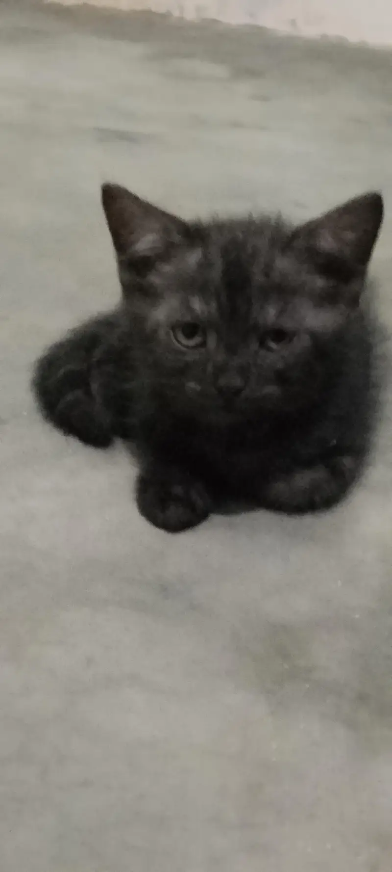persion cats babies for sale — photo 3