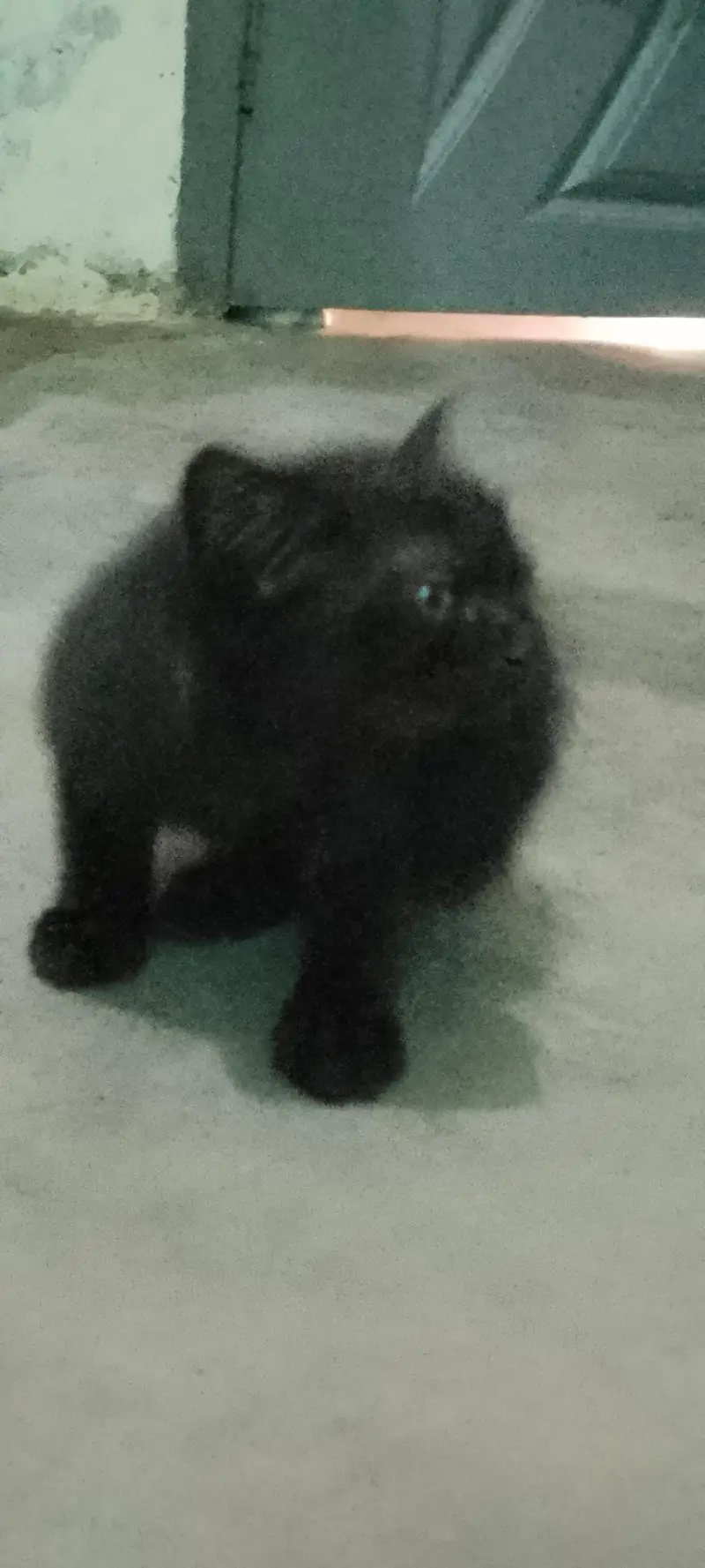 persion cats babies for sale — photo 4