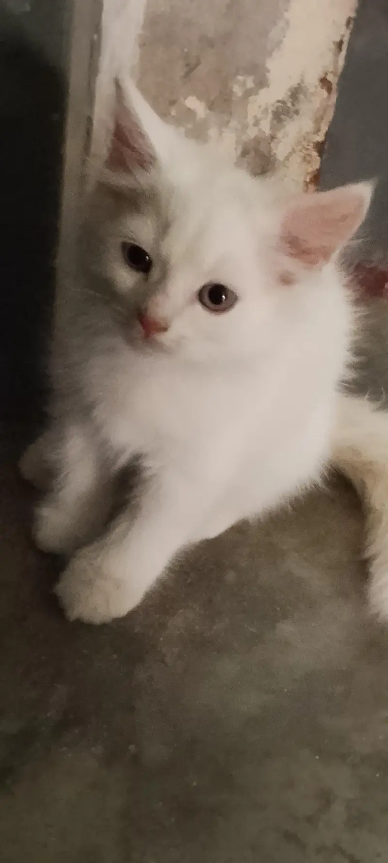 persion cats babies for sale — photo 5