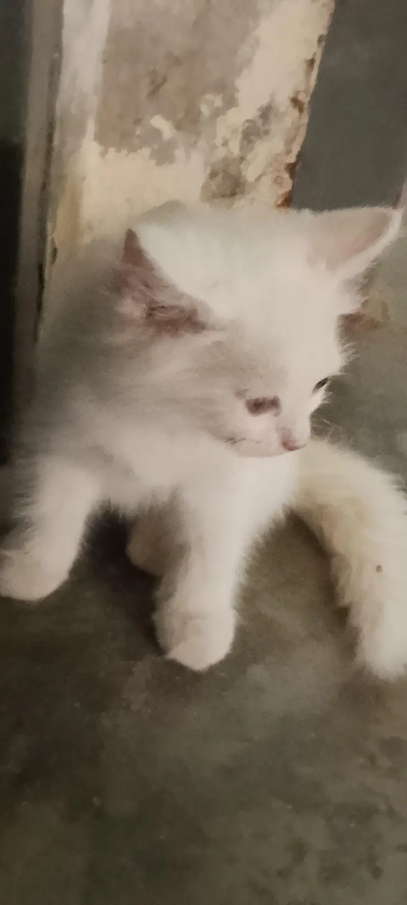 persion cats babies for sale — photo 6