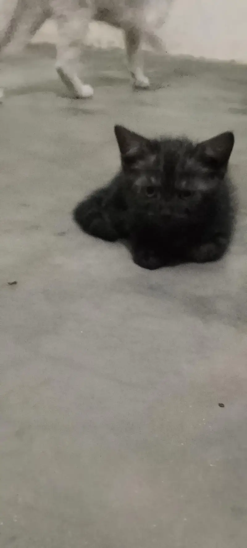 persion cats babies for sale — photo 7