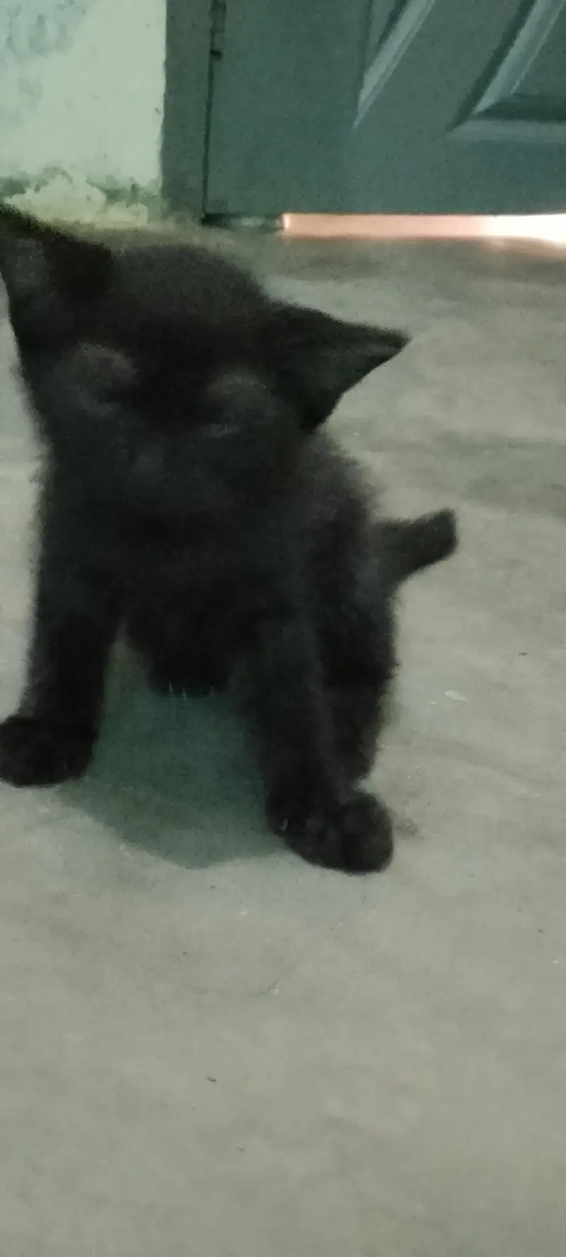 persion cats babies for sale — photo 8