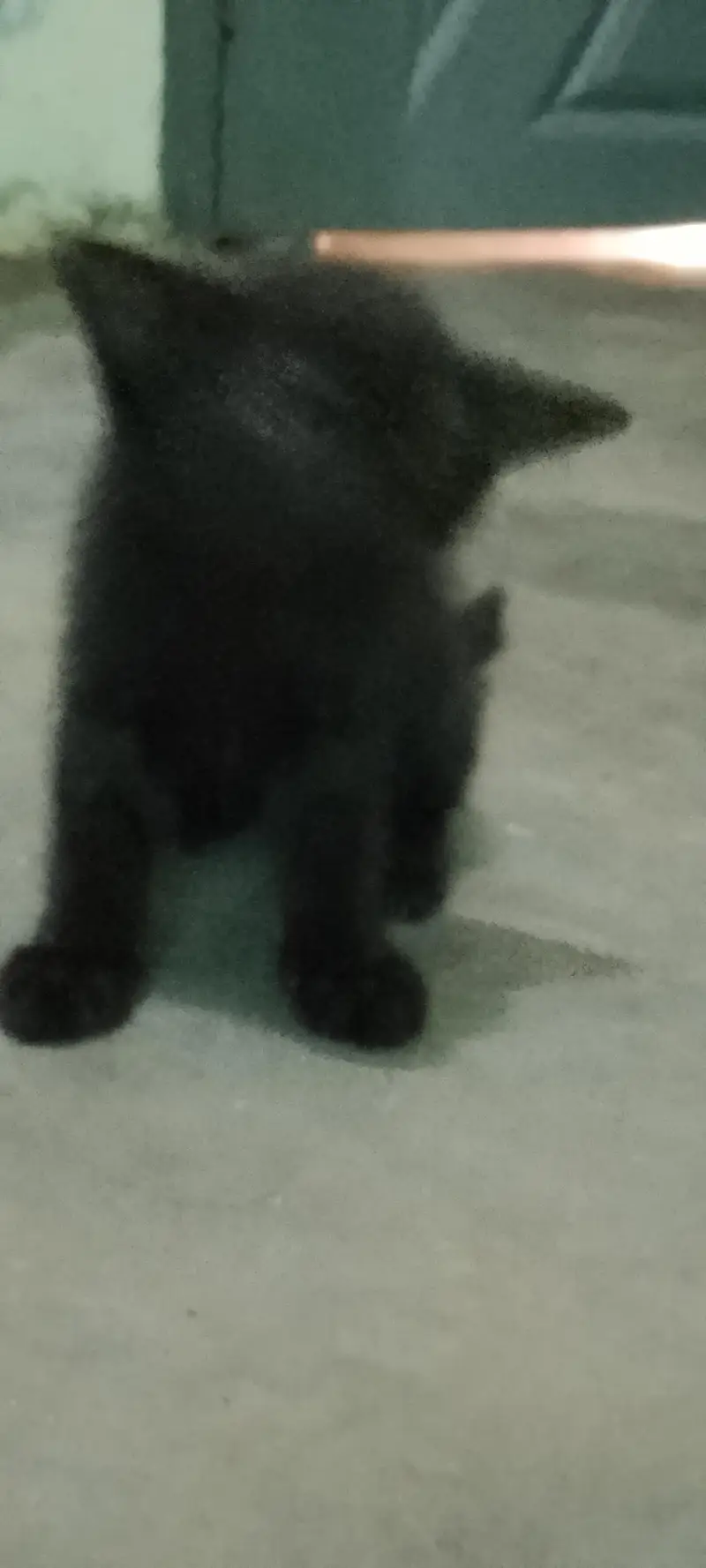 persion cats babies for sale — photo 9
