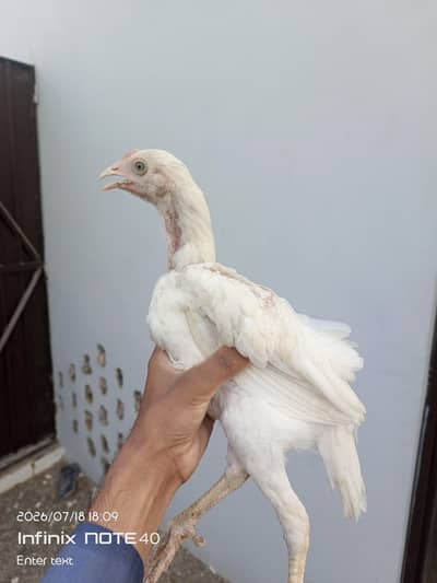 male Aseel for sale