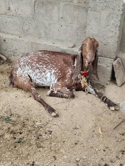 Makhi Cheena Female Bakri