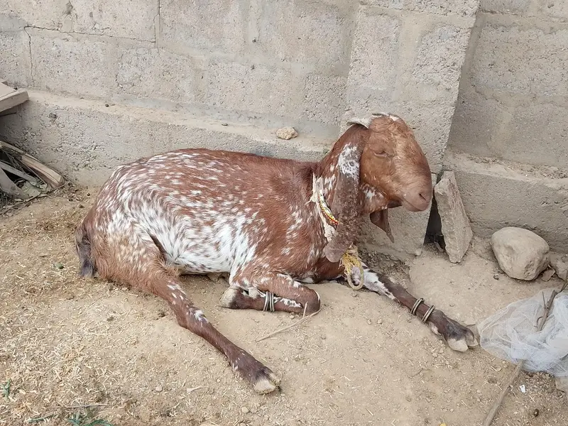 Makhi Cheena Female Bakri — photo 2