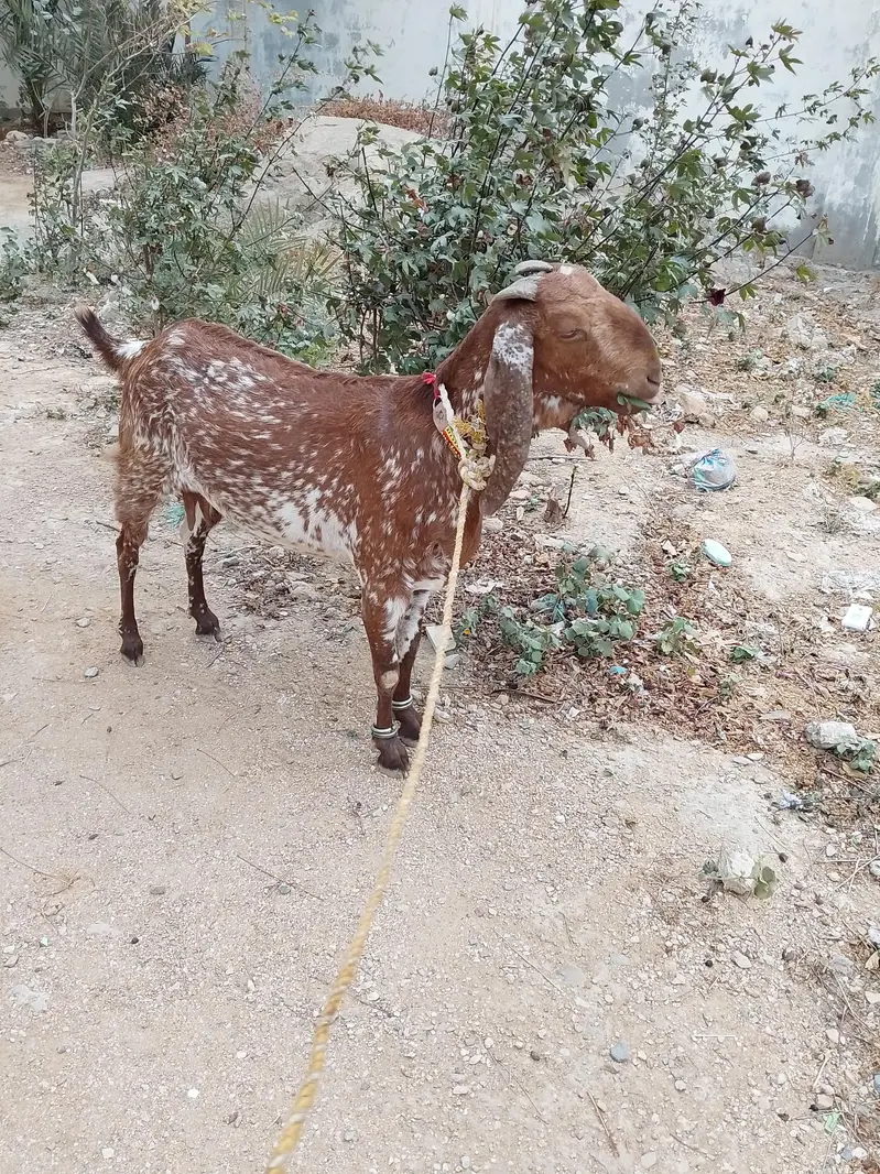 Makhi Cheena Female Bakri — photo 3