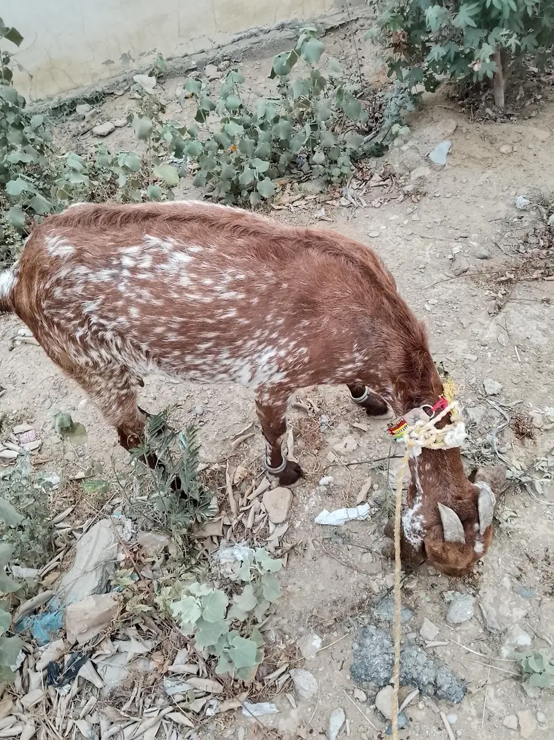 Makhi Cheena Female Bakri — photo 4