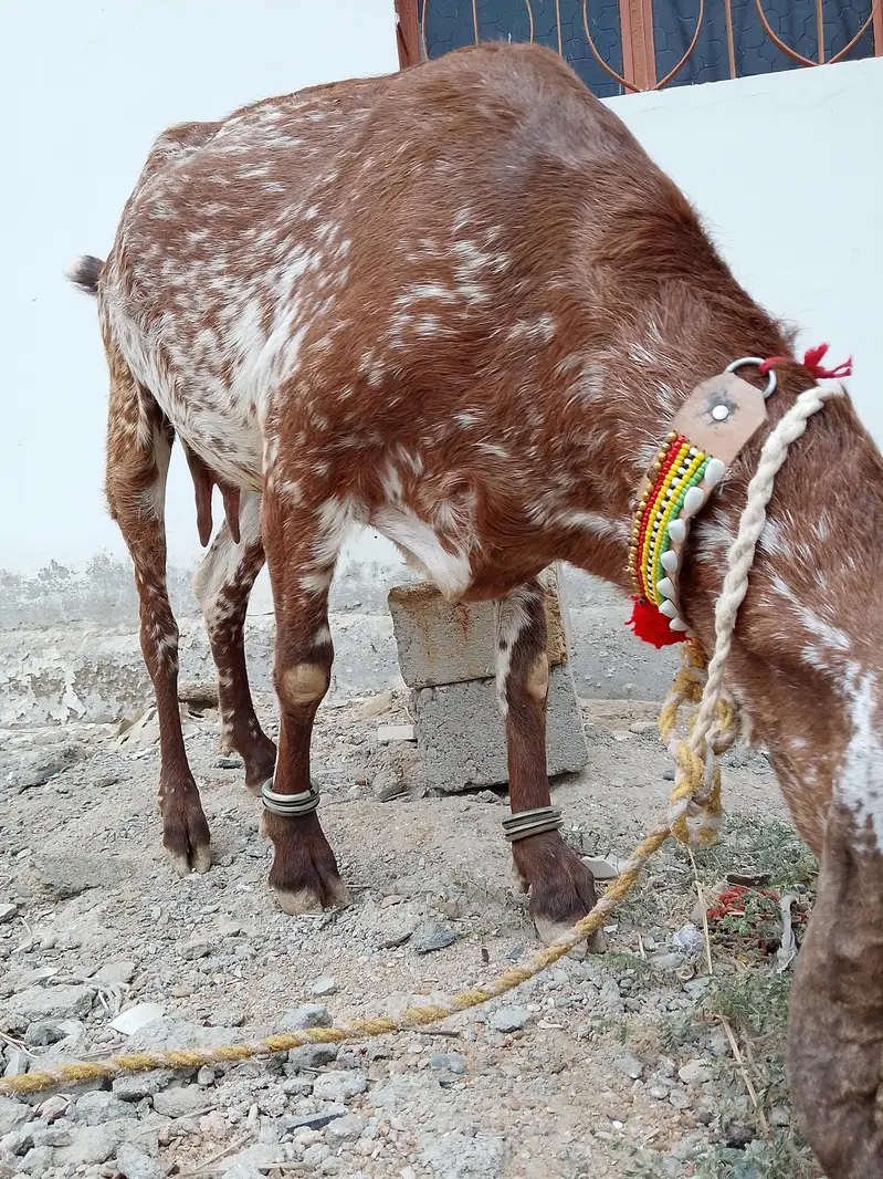 Makhi Cheena Female Bakri — photo 5
