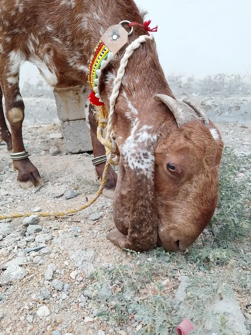 Makhi Cheena Female Bakri — photo 6