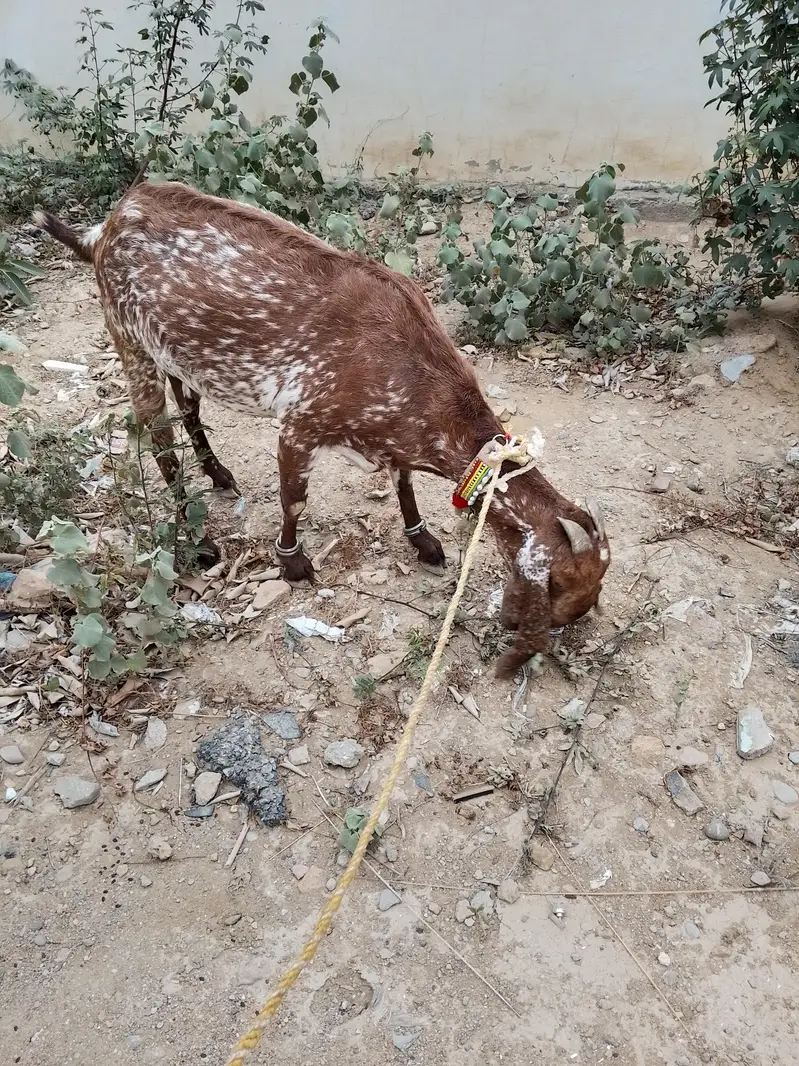 Makhi Cheena Female Bakri — photo 7