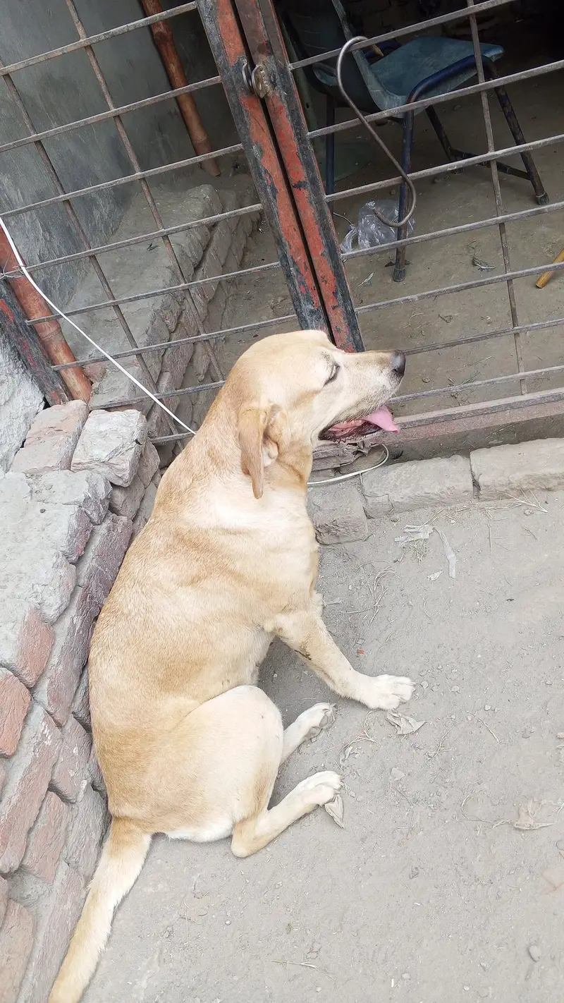 Lebra dog 9 months — photo 3
