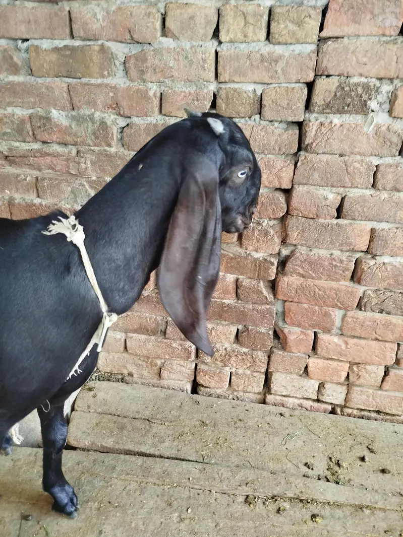 gar ki pale hoi ha — photo 2