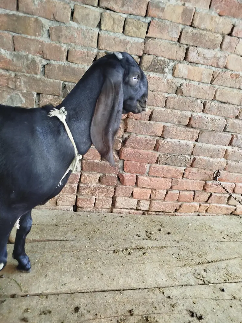 gar ki pale hoi ha — photo 4