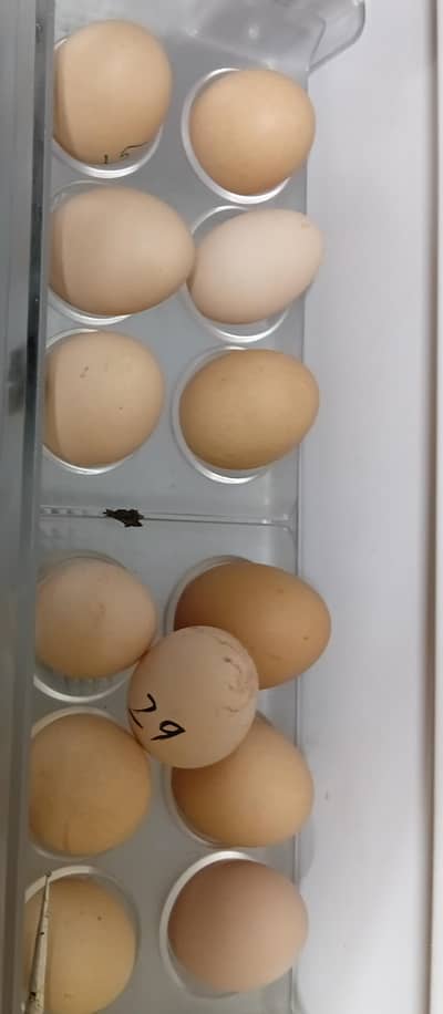 fertile eggs urgent selling