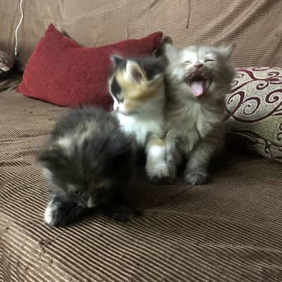 Triple coated heavy fur punch face kittens