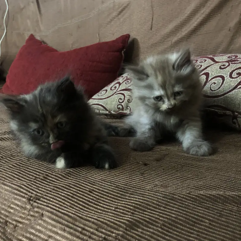 Triple coated heavy fur punch face kittens — photo 2
