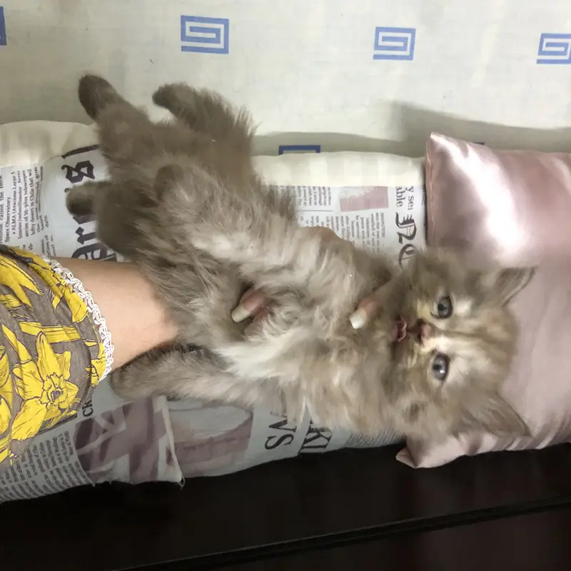Triple coated heavy fur punch face kittens — photo 3