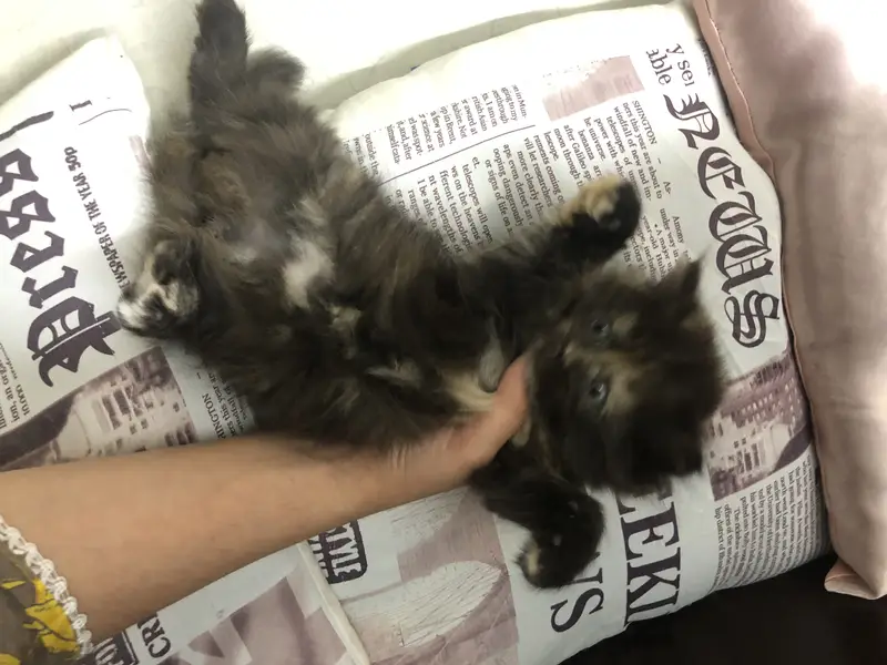 Triple coated heavy fur punch face kittens — photo 4